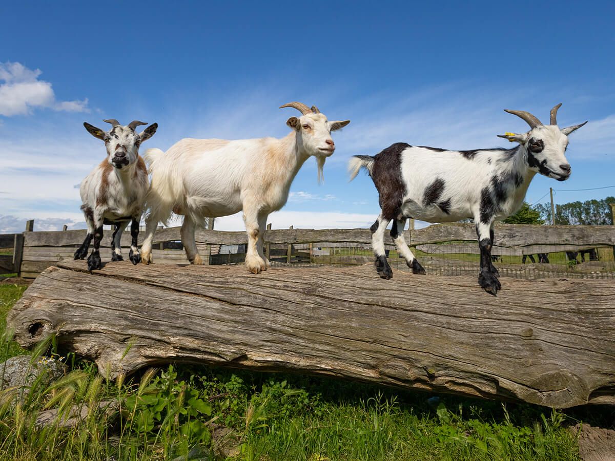 Gemeinsames Tiere versorgen_c80_scale_1335_1000.jpg